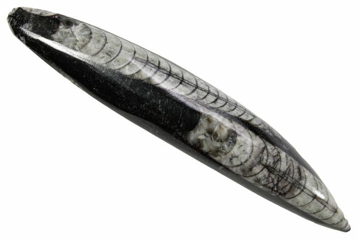 Polished Fossil Orthoceras (Cephalopod) - Morocco #363844